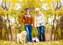 Почему полезно гулять с собакой осенью?